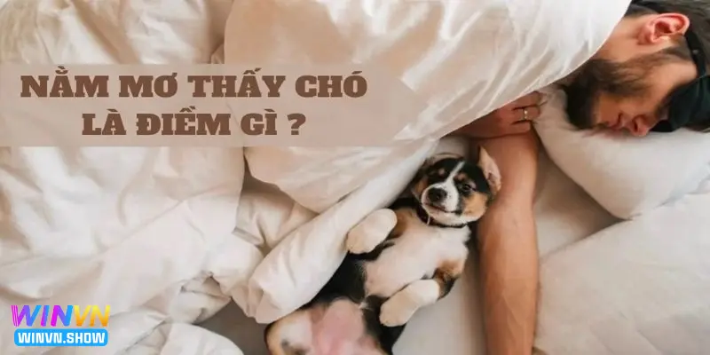 Nằm mơ thấy chó sẽ được giải mã điềm báo gì?